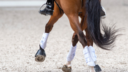 World Class Podium: Dressage